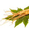 Ginseng root extract - Alpha Beast Composition