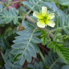 Tribulus terrestris extract - Alpha Beast Composition 